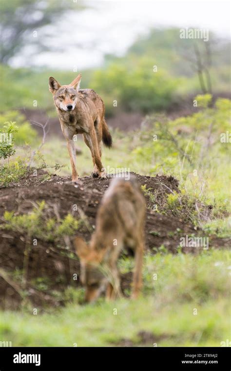 Indian grey wolf pack Stock Photo - Alamy