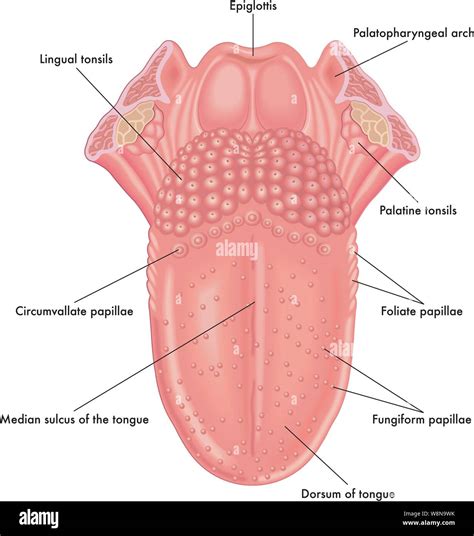 Lingual papillae hi-res stock photography and images - Alamy