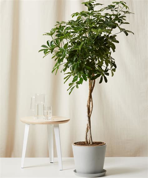 Schefflera 101: How to Care for Scheffleras | Bloomscape