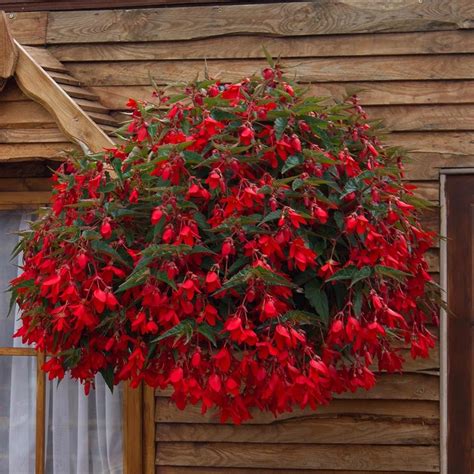 Cool Trailing Begonias For Hanging Baskets Double Plant Hangers