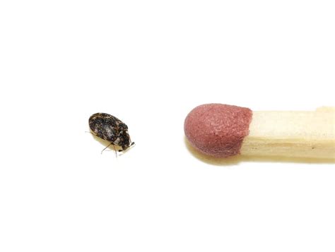 Types of Carpet Beetles in New England - Waltham Pest Services