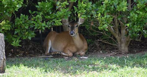 Why Do Deer Sleep in My Yard? [Behavior Explained] - World Deer