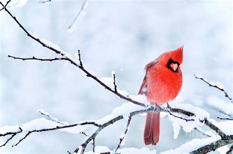 Northern Cardinal in Winter 2 Photograph by Rachel Morrison