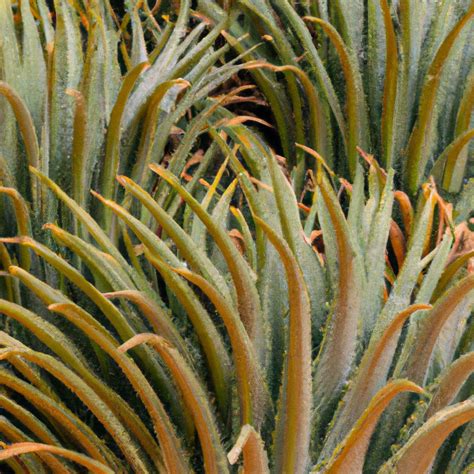 Socotra Dragon Tree: The Iconic Symbol of an Enchanted Island - TooLacks