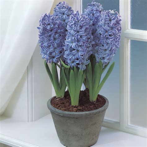 Delft Blue Prepared Hyacinth Bulbs | Buy Online | Boston Bulbs