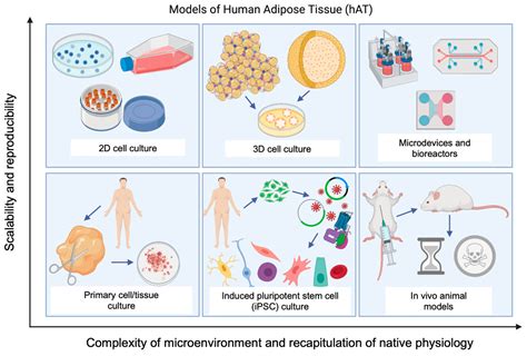 Human Tissue Cells