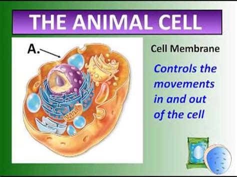 Cells and Cell Systems - video 3 - YouTube