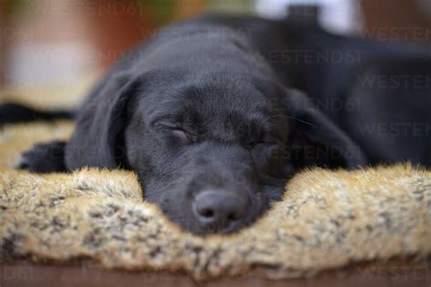 Portrait of sleeping black Labrador puppy - MJOF001139 - Mark Johnson ...