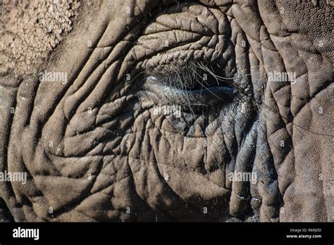 close up elephant Stock Photo - Alamy