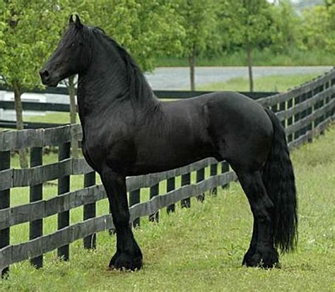 Friesian stallion, Fridse 423 Sport. | Beautiful horses, Clydesdale ...