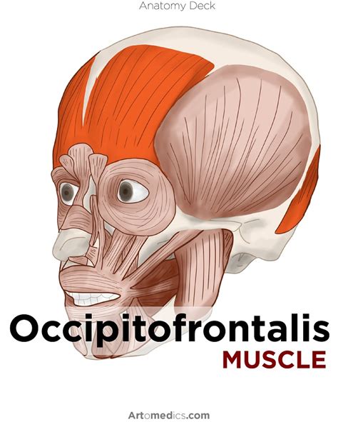 Occipitofrontalis muscle: making you surprised and confused ...