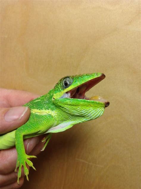 Cuban Anole | New England Wildlife Center