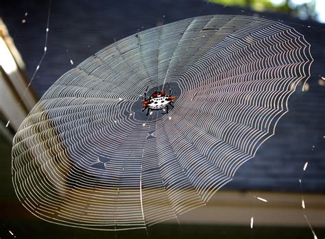 Orb weaver spider in its web by Skykink - VIEWBUG.com