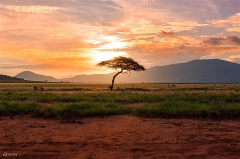 Baluran National Park Safari Day Tour by Dialoog Banyuwangi - Klook India