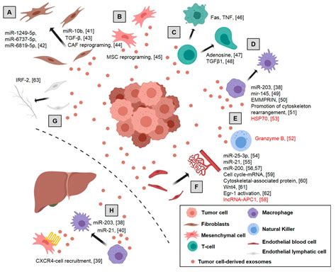 The Liquid Biopsy – A Snapshot of The Tumor Microenvironment in Colorectal Cancer | Exosome RNA