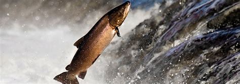 Swimming Upstream: Navigation Systems in Migrating Salmon | The ...