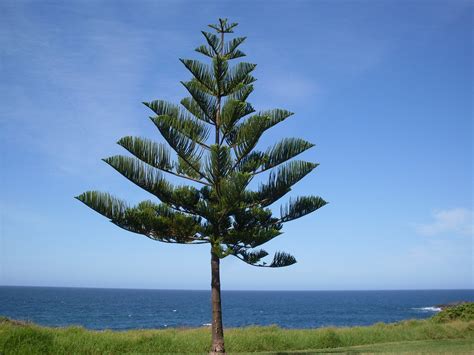 Norfolk Island pine | Norfolk Island pine (Araucaria heterop… | Flickr