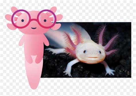 Live - Axolotl Wallpaper Hd, HD Png Download - vhv