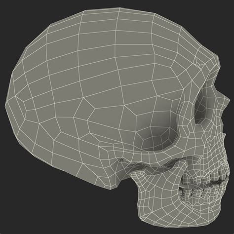 max neanderthal skull anatomy