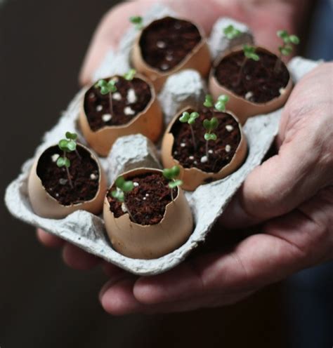 How To Plant Seeds In Eggshells - Do-It-Yourself Fun Ideas