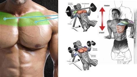 List Of Chest Workouts Pictures | EOUA Blog