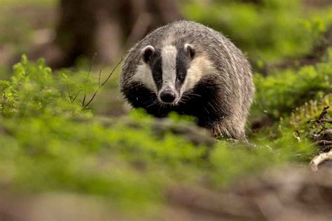 Badgers Thriving in Florida: An Insight into their Habitat and ...