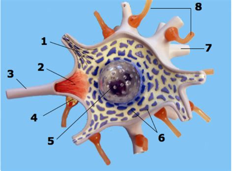 Neuron model, soma Diagram | Quizlet