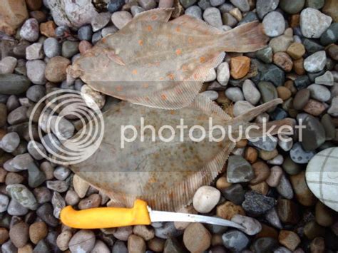 The Difference Betweene A Plaice & Flounder | World Sea Fishing Forums