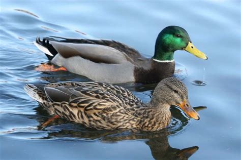 Mallards Conservations and Habitat ~ planetanimalzone