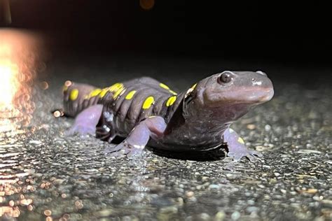 Creature Feature: Spotted Salamander