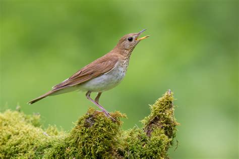 Northern Ohio Songbirds — Studebaker Tours