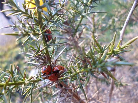 Gorse - Ulex europaeus - Farm on the Hill