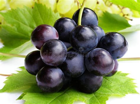 Blue grapes. Bunch of blue grapes on green leaf background , #affiliate ...