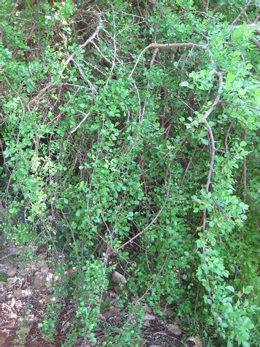 Foliage of myrrh (Commiphora sp.) | Myrrh (Commiphora sp.), … | Flickr