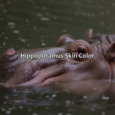 What Color Is A Hippo - colorscombo.com