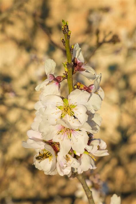 Almond tree blossom stock photo. Image of agriculture - 66472436