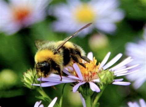 Easy Plants That Attract Bees and Butterflies to the Garden • Gardenary