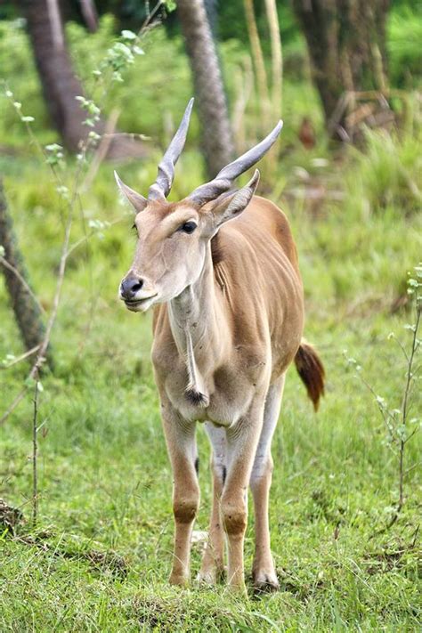 Animals at Bali Safari | Bali Safari Park Bali Safari Marine Park