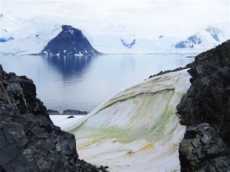 La ‘nieve verde’ de la Antártida está absorbiendo carbono del aire - Prensa Animal