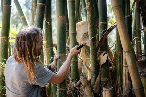 How to Harvest Bamboo Sustainably