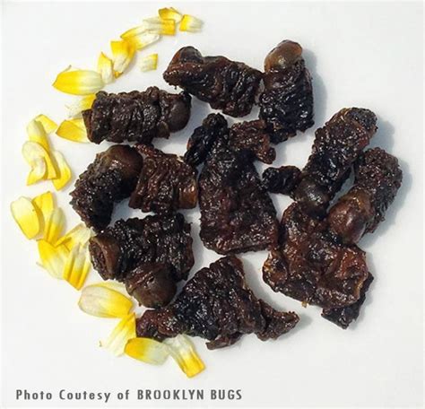 Edible Mopane Worms - Edible Insects