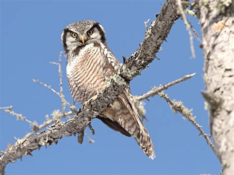 Northern hawk owl | The Raptor Center