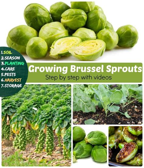 Brussel Sprout Plant Stages