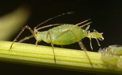 Aphid - Entomologists' glossary - Amateur Entomologists' Society (AES)