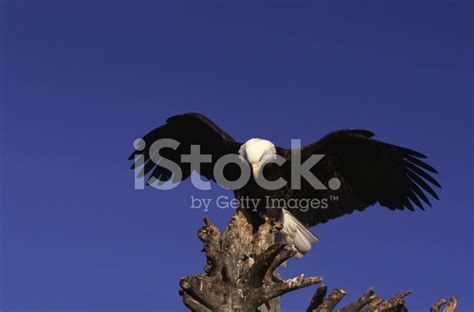 Bald Eagle Landing Stock Photo | Royalty-Free | FreeImages