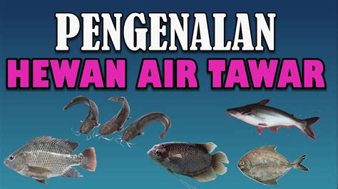 PENGENALAN HEWAN AIR TAWAR | MACAM MACAM HEWAN YANG HIDUP DI AIR TAWAR - YouTube