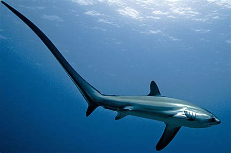 Pelagic Thresher Shark - Long Tail to Smack Fish | Animal Pictures and Facts | FactZoo.com