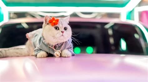 Mao Mao, the feline car model that earns more than most humans – RANDOM ...