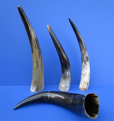 4 Polished Water Buffalo Horns for Horn Crafts 12-3/4 to 14-3/4 inches