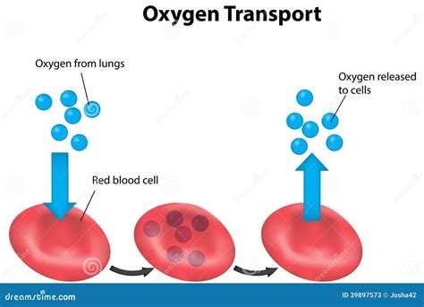 Red Blood Cell Cycle Respiration Labeled Cartoon Vector | CartoonDealer ...